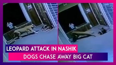 Leopard Attack: Big Cat Chased Away By Dogs Outside Home In Maharashtra’s Nashik