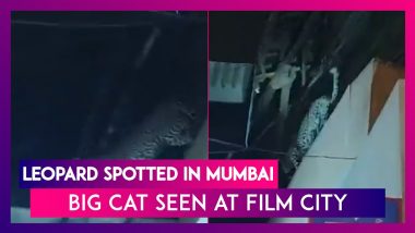 Leopard Spotted In Mumbai Big Cat Seen Roaming On Sets Of TV Show At Goregaon’s Film City