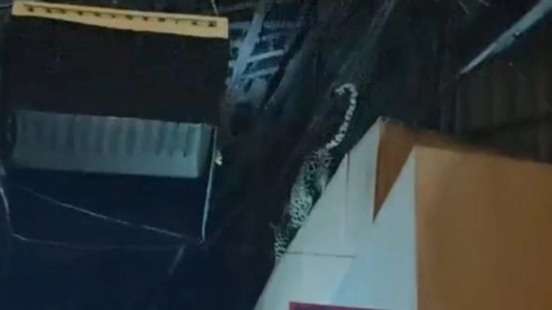 Leopard Seen Roaming on Sets of Studio at Film City in Goregaon