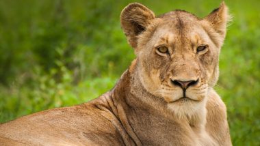 Lioness Jennifer Dies: 11-Year-Old Lioness Passes Away During Treatment at Safari Park in Etawah