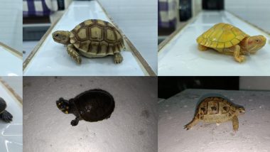 DRI Seizes 306 Live Exotic Sea Animals at Mumbai Air Cargo