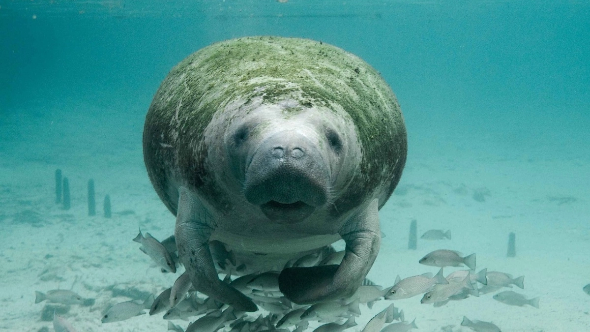 Viral News Florida Manatee Dies of Injuries From 'HighIntensity