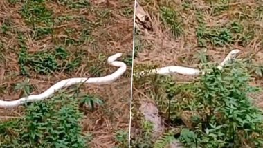 White Snake in Himachal Pradesh Video: Rare White-Coloured Albino Reptile Spotted Crawling in Chamba District, Viral Clip Amazes Netizens