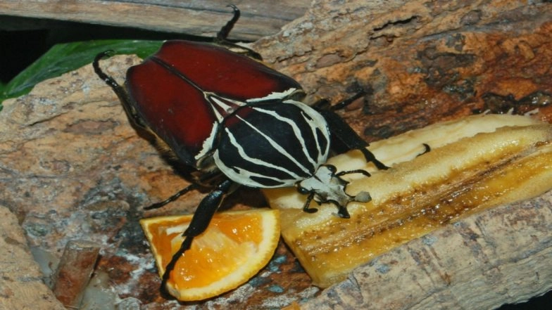 Largest Insect in the World: Know All About the Goliath Beetle Measuring Around 2.5 to 4.3 Inches in Length