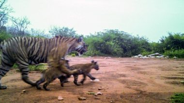 Tigress Spotted With Two Cubs at Sariska Tiger Reserve, Rajasthan CM Ashok Gehlot Shares Pic