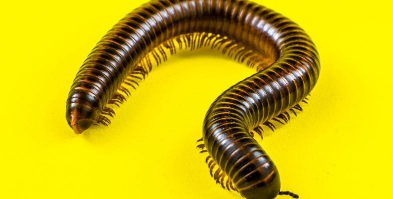 Scientists Revive Worm Frozen 46,000 Years Ago