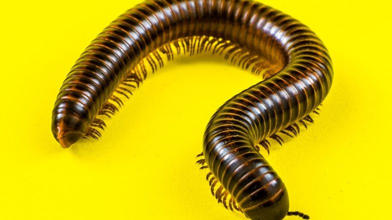 Serbia: Scientists Revive Worm Frozen 46,000 Years Ago