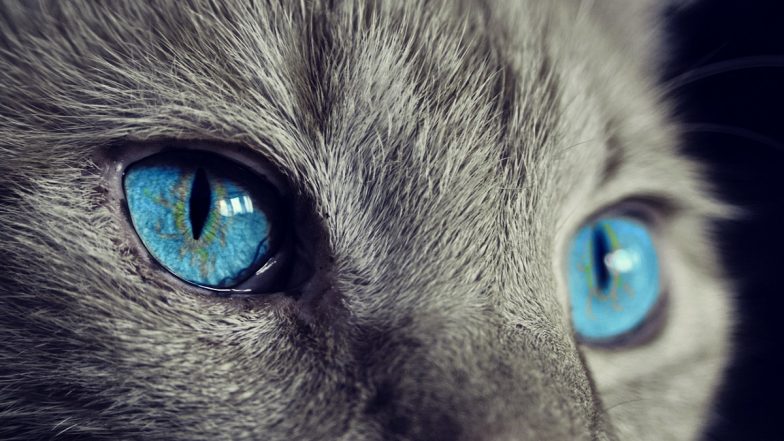 Animal Cruelty: Unidentified Person Booked for Killing Cat by Throwing It off Second Floor Flat in Maharashtra's Thane - Vimarsana News