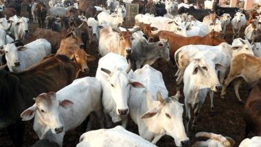Ban on Cow Slaughter: Delhi High Court Refuses To Direct Centre To Impose 'Total Prohibition' on Cow Slaughter, Says 'Ban Only by Legislation'