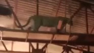 Leopard Spotted in Mumbai Video: Big Cat Enters Sets of Marathi TV Serial in Goregaon Film City
