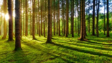 Can Forests Adapt to Climate Change? Forest Can Adapt To Changing Climate, But Not Quickly Enough, Finds Study