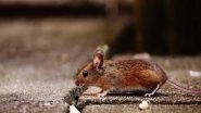 Arunachal Pradesh Government Bans Making, Sale, Use of Glue Traps To Catch Rodents