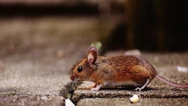Arunachal Pradesh Government Bans Making, Sale, Use of Glue Traps To Catch Rodents