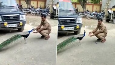 UP Cop Friendship With Peacock Video: Policeman in Hardoi Shares Special Bond With Peacock, Feeds Bird With His Hand; Clip Goes Viral