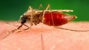 'Concerning' Flaw Found in Malaria Diagnostics, Here's Everything to Know About the New Analysis