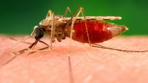 BMC Steps Up Control Measures as Malaria Cases Rise to 400 in Mumbai, to Fumigate Infection Using Drones
