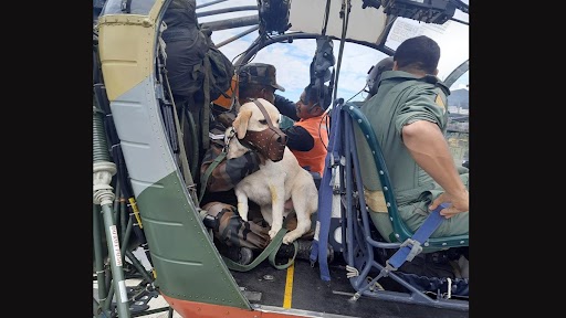 Indian Army Dog Airlifted From Manipur to Nagaland: Military Helicopter Airlifts Service and Rescue Dog Mady After She Falls Sick Due to Heat Stroke (See Pic)