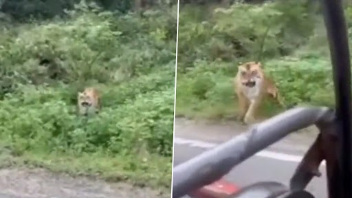 ‘Bhaiya, Chalo Chalo… Ho Gaya’: Terrified Women Plead Safari Driver to Move on Sight of Tiger Approaching Their Vehicle, Video Goes Viral