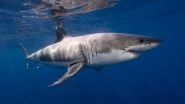 Australia Shark Attack: Woman Suffers Nerve Damage and Skull Injuries After White Shark Clamps Jaw on Head, Leaves Teeth in Skull