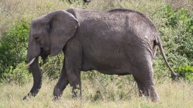 Elephant Attack in Uttar Pradesh: Watchman Trampled to Death by Herd of Wild Elephants Near Katarniaghat Wildlife Sanctuary