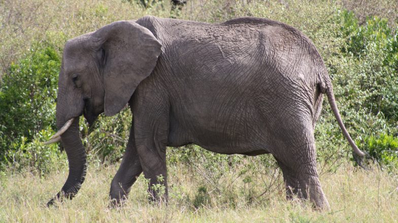 Elephant Attack in Odisha: On-Duty Forest Ranger Trampled to Death by Wild Jumbo