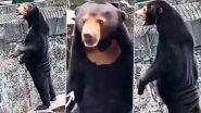 Bear or Human? Chinese Zoo Denies Its Bears Are &lsquo;Humans in Disguise&rsquo; After a Video of Sun Bear Standing on Its Hind Legs Goes Viral (Watch)