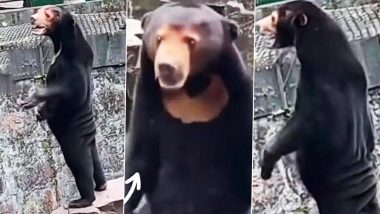 Bear or Human? Chinese Zoo Denies Its Bears Are ‘Humans in Disguise’ After a Video of Sun Bear Standing on Its Hind Legs Goes Viral (Watch)