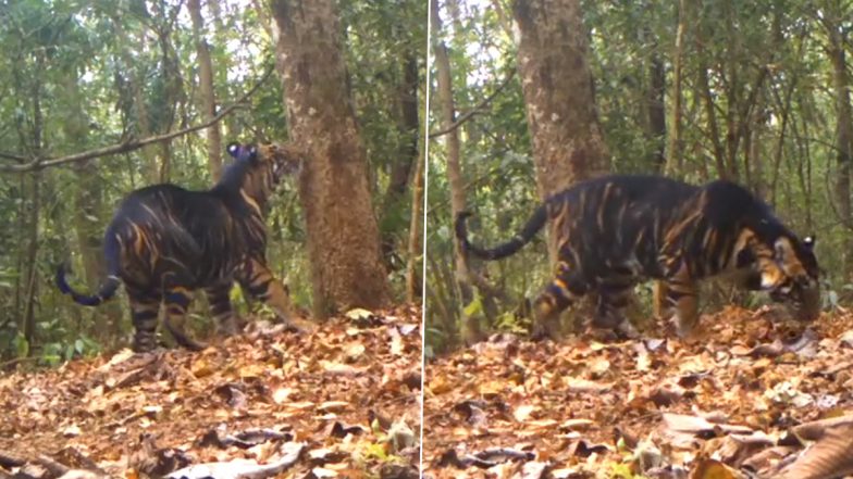 Black Tiger Spotted in Similipal Tiger Reserve in Odisha Video: IFS Officers Share Mesmerising Footage of Rare Melanistic Tiger From the Wildlife (Watch)