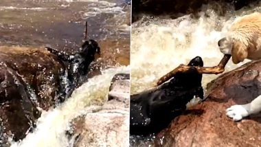 Dog's Quick Action Saves Friend From Drowning in Rapids, Heart-Touching Video Goes Viral (Watch)