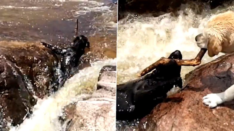 Dog's Quick Action Saves Friend From Drowning in Rapids, Heart-Touching Video Goes Viral (Watch)