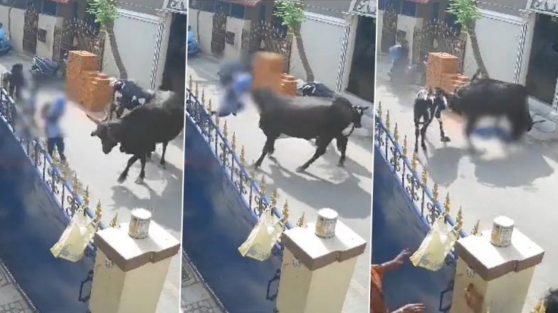 Cow Attacks Girl in Chennai Video: Cattle Lifts Student With its Horns and Throws Her on Ground, Terrifying Clip Surfaces