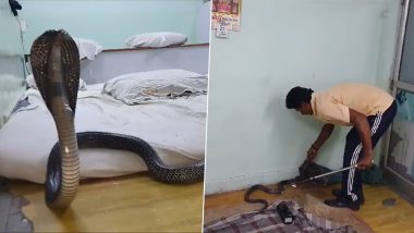 Cobra On Bed Viral Video: Locals Spot King Cobra at a Shop in Rajasthan, 5-Foot-Long Reptile Gets Rescued by Snake Catcher (Watch)