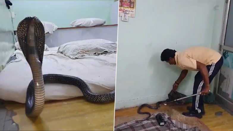 Cobra On Bed Viral Video: Locals Spot King Cobra at a Shop in Rajasthan, 5-Foot-Long Reptile Gets Rescued by Snake Catcher (Watch)