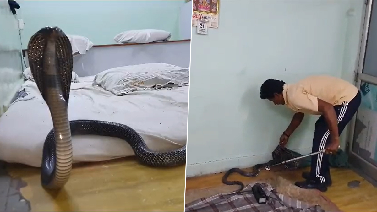Rajasthan Man Goes to Bathroom to Freshen Up, Spots 8-Feet-Long Cobra Snake  on Toilet Seat