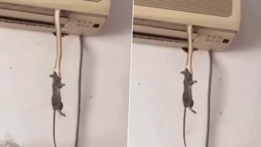 Snake Emerges out of an AC To Capture a Rat and Drags It Back Into the Unit, Terrifying Video Goes Viral (Watch)