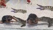 Stunt Gone Wrong! Man Places His Hand Inside Crocodile&rsquo;s Mouth and Gets Badly Injured, Old Video Goes Viral (Watch)