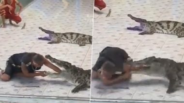 Stunt Gone Wrong! Man Places His Hand Inside Crocodile’s Mouth and Gets Badly Injured, Old Video Goes Viral (Watch)