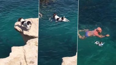 Overexcited Cute Dog Performs Incredible Cliff Dive, Wholesome Video Goes Viral