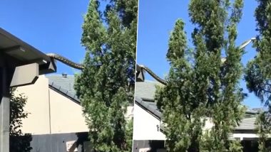 16-Foot-Long Python Crawls Across Roofs in Queensland, Terrifying Video Goes Viral (Watch)