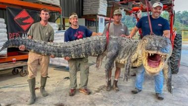 Alligator Hunters of Mississippi Break Record, Capture 14 Feet Long Massive Alligator (See Pic)