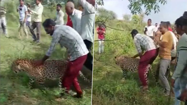 Leopard Found in Dazed State in Madhya Pradesh’s Iklera; Villagers Ride Big Cat, Click Selfies With It (Watch Video)