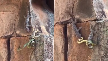 'You've Got a Friend in Me' Chameleon Risks Its Life To Save Another One From a Snake Attack, Video Goes Viral (Watch)