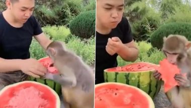 Man and Monkey Share a Watermelon Together, Video Goes Viral (Watch)