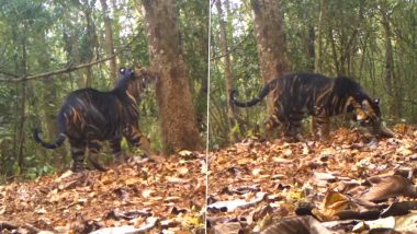 Rare Melanistic Tiger Spotted in Similipal Tiger Reserve, IFS Ramesh Pandey Shares Mesmerising Video (Watch)