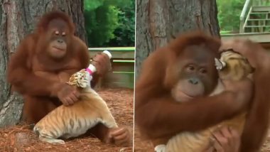 Cutest Video Ever! Orangutan Hugs and Plays With Tiger Cubs Like Its Own Babies, Video Goes Viral (Watch)