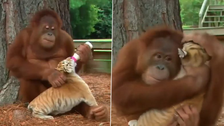 Cutest Video Ever! Orangutan Hugs and Plays With Tiger Cubs Like Its Own Babies, Video Goes Viral (Watch)