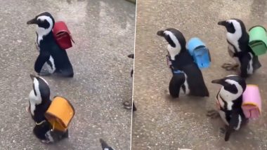 Penguins Wear Colorful Backpacks As They March Around, Heartwarming Video Goes Viral (Watch)