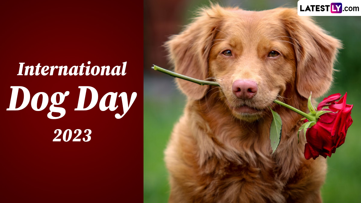 Festivals & Events News When Is International Dog Day 2023? Know