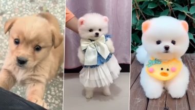 International Dog Day 2023: Cute Dog Videos To Watch and Share on This Special Day Dedicated to the Adorable Animals