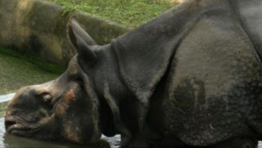 Male Rhino Killed in Fight With Rival Over Female Companion at Gorumara National Park in West Bengal